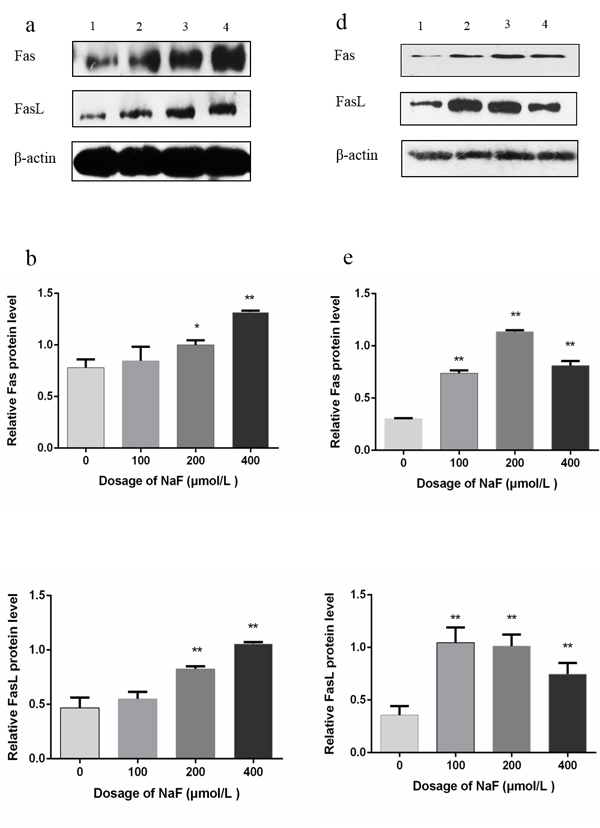 Effect of NaF treatment on protein expression levels of Fas and FasL in cultured splenic lymphocytes at 24 (a-c) and 48 h (d-f).