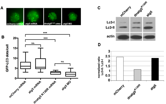 Autophagy is inhibited by expression of