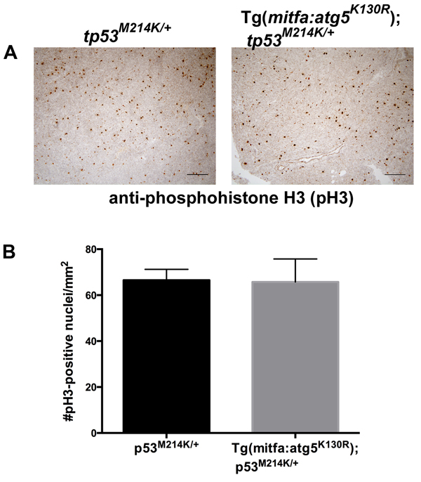 Cell proliferation rates are equivalent in MPNSTs from