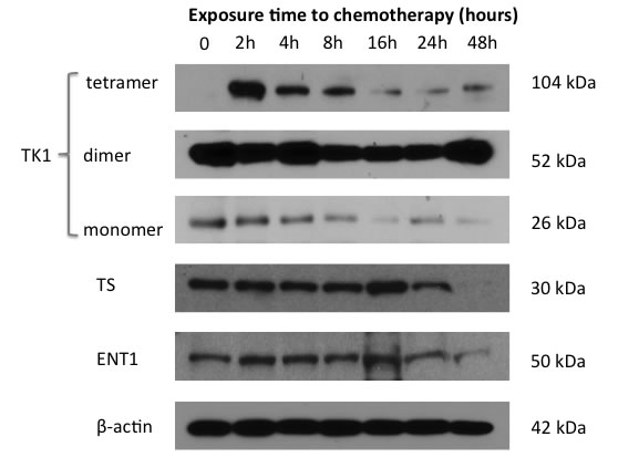 Induction of tetramer state of TK1 corresponds temporally with pemetrexed-induced thymidine salvage pathway &#x201c;flare.&#x201d;