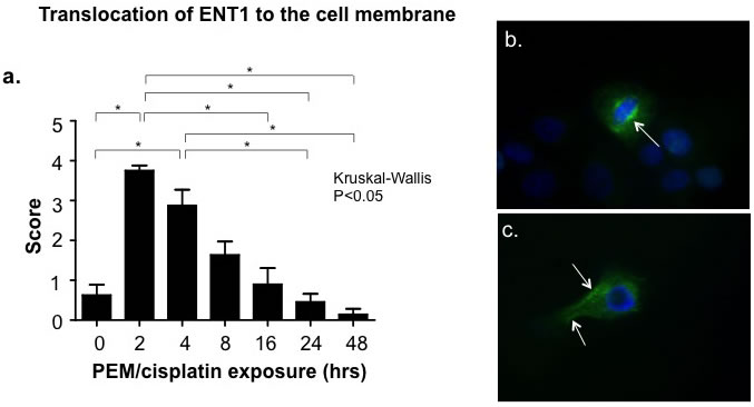 Translocation of ENT1 to the cell surface corresponds temporally with the pemetrexed-induced thymidine salvage pathway &#x201c;flare.&#x201d;