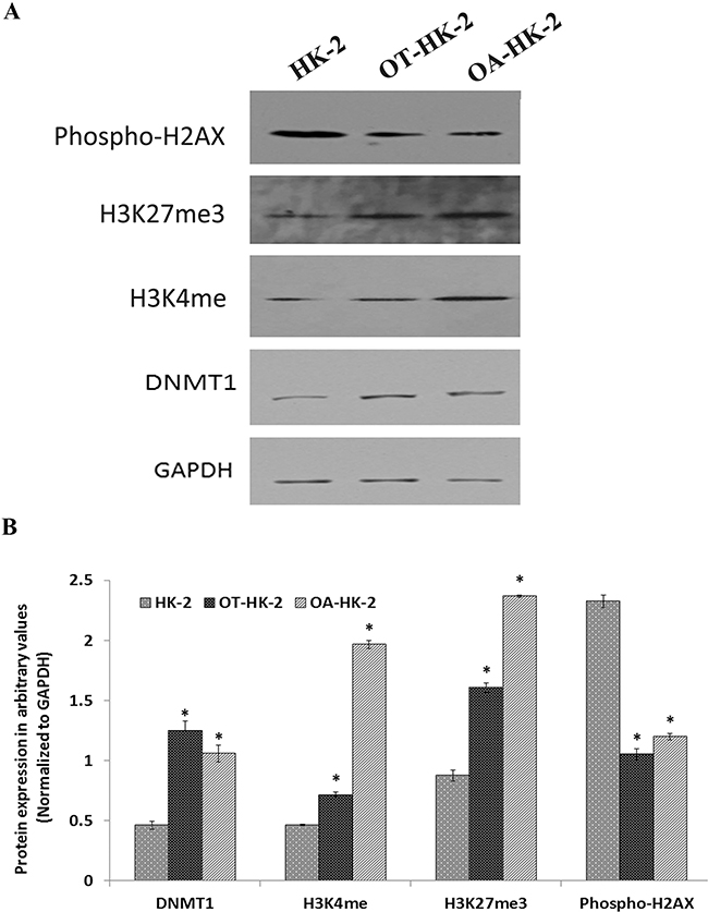 Representative Western blot images A. and their relative band intensity histograms B. of epigenetic regulatory proteins involved in DNA methylation and histone modifications (methylation).