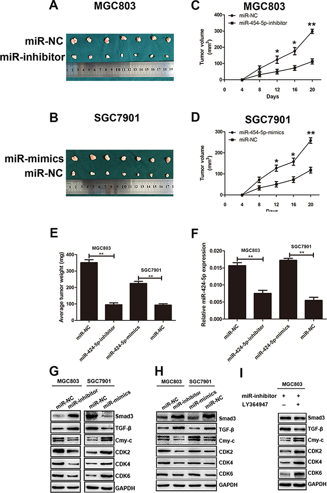 MiR-424-5p promoted tumor growth of GC cells in nude mice.