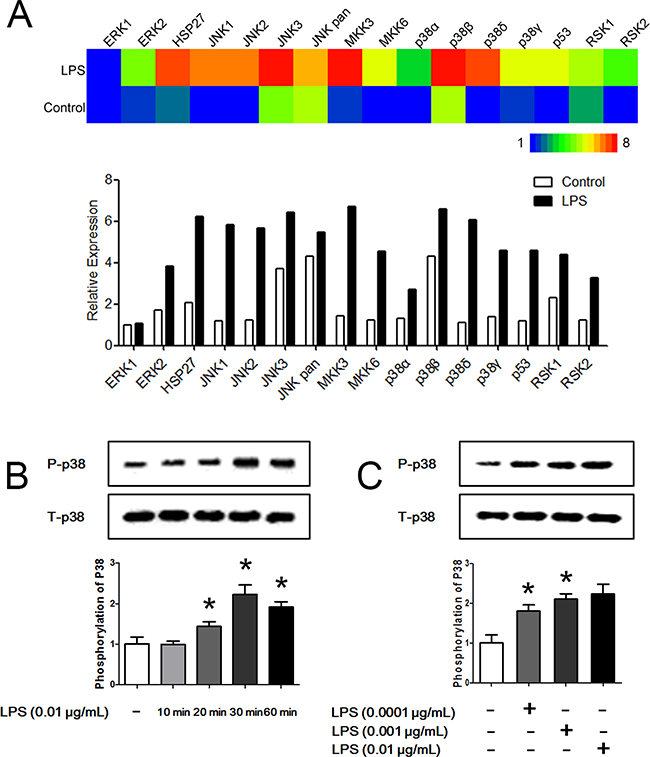 LPS promotes the phosphorylation of p38.