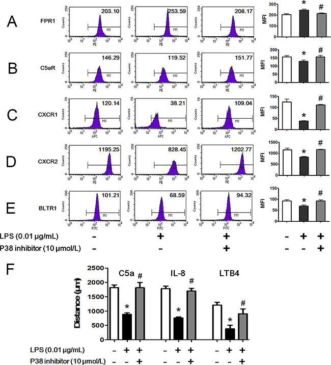 Bidirectional regulation of LPS on chemoattractant receptors via p38 MAPK.