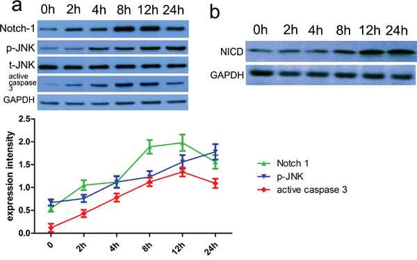 The relevant proteins and Notch-1 activity were altered in thrombin-induced cell model.