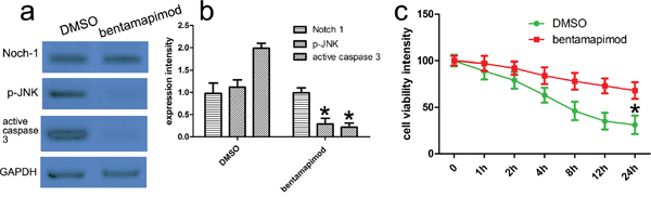 JNK inhibitor bentamapimod affects the transduction of Notch-1 signals.