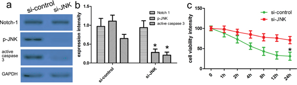 Notch-1-JNK pathway regulated neuronal apoptosis and JNK phosphorylation.