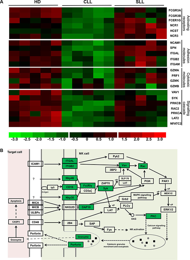 Multiple points in the cytotoxicity pathway of NK cells are impaired in patients with B-CLL.