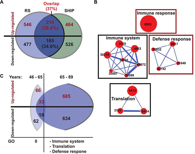 Gene network of the overlapping significant genes.