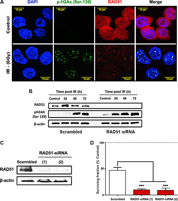 RAD51-dependent HR is a crucial mediator of HT29 survival after irradiation.