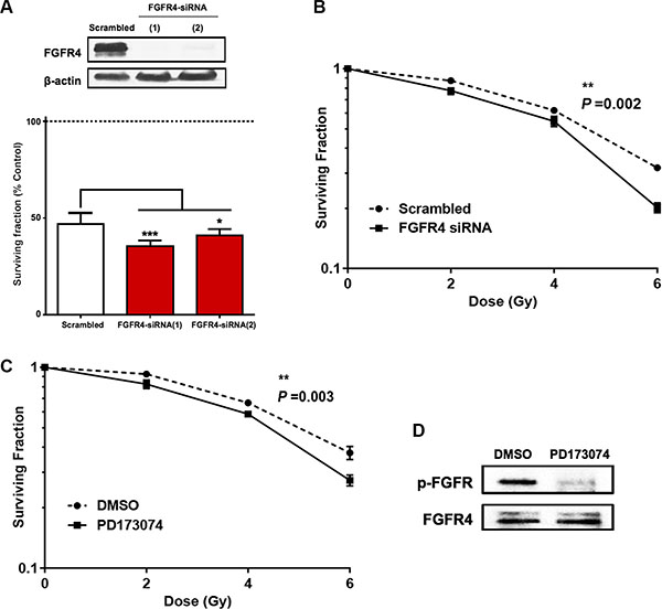 Silencing of FGFR4 induced loss of survival in radioresistant HT29 cells.