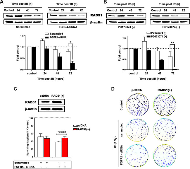 FGFR4-mediated radiation response involves regulation of RAD51.