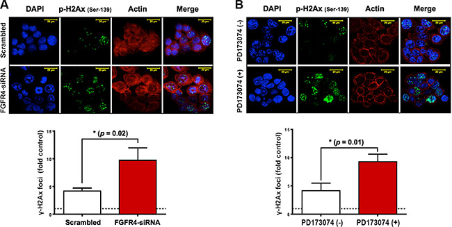 FGFR4 silencing-induced damage persistence in HT29 cells.