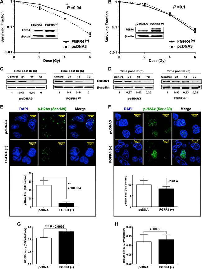 FGFR4 overexpression induced radioresistance.