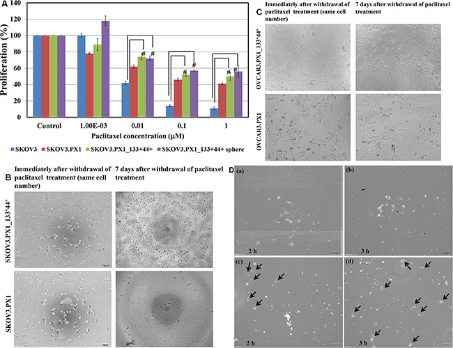 Chemoresistance and chemotaxis of SKOV3.PX1_133+44+ and OVCAR3.PX1_133+44+ cells.