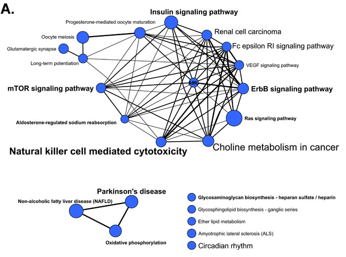 KEGG pathways identified in miRNA functional enrichment analyses.