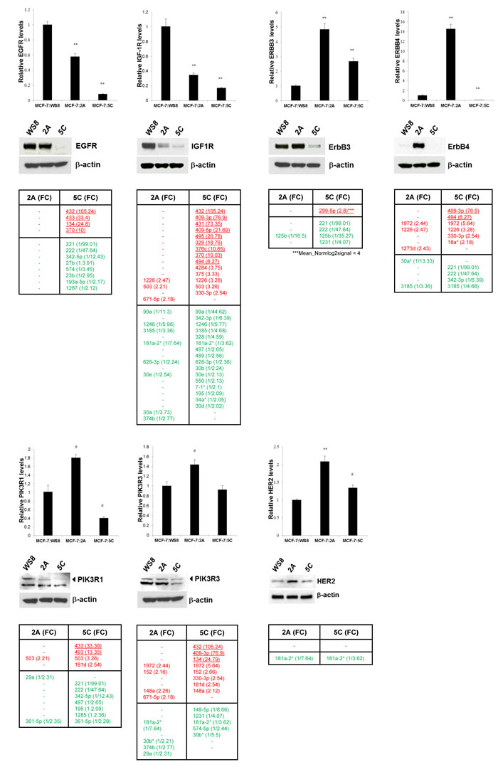 Basal levels of gene and protein expression of key growth regulators in AI resistance models 2A and 5C and their modulatory miRNAs.