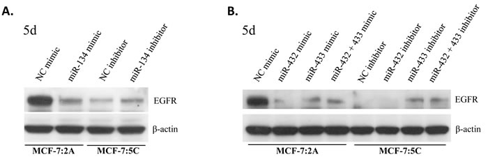 miRNAs of the DLK1-DIO3 cluster downregulate EGFR protein levels in MCF-7:2A (mimics) and upregulate EGFR protein levels in MCF-7:5C (inhibition).