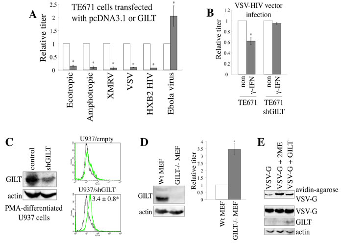 GILT inhibits viral entry by digesting S-S bonds of viral Env protein.