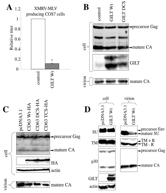 GILT decreases the infectivity of released MLV particles.