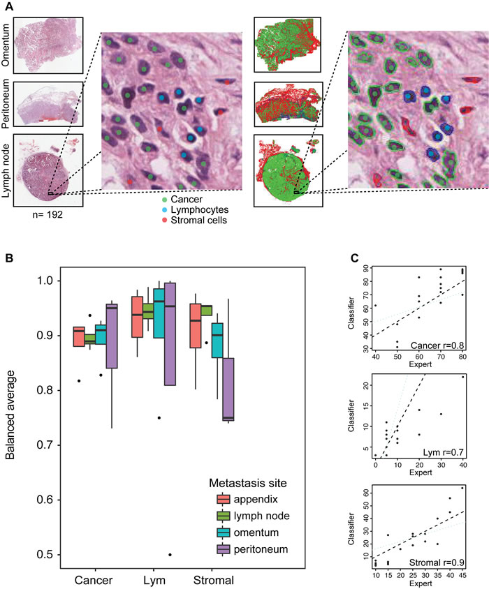 Histology image analysis and validation.