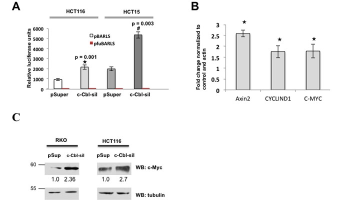 c-Cbl suppresses Wnt activity.