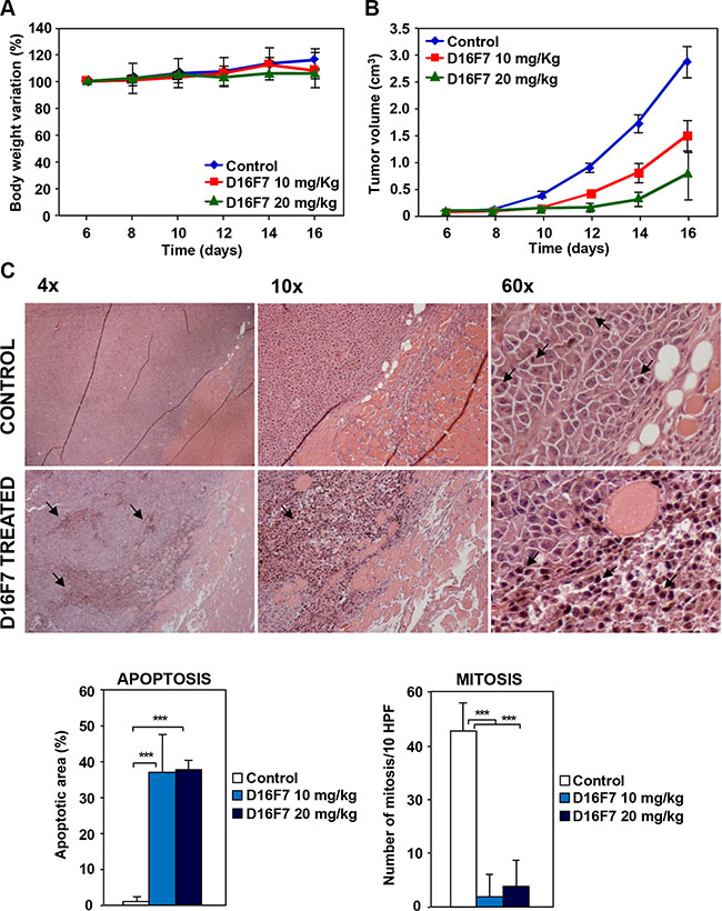 Effects of D16F7 mAb treatment on tumor cells in an in vivo murine model.