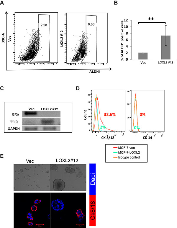 MCF-7-LOXL2 cells with EMT characteristics acquire a CSC-like phenotype.