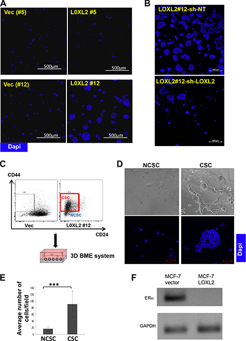 MCF-7-LOXL2 cells with EMT characteristics transition from tumor dormancy to proliferative growth via the CSC population in the 3D BME system.