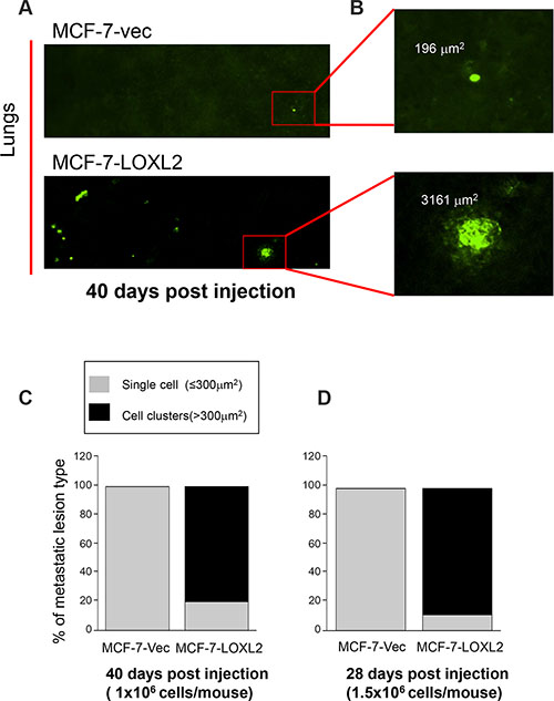 LOXL2 expression in dormant MCF-7 cells promotes their transition from tumor dormancy to metastatic growth in vivo.