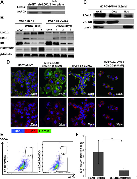 LOXL2 mediates hypoxia induces EMT and CSC-like phenotype of MCF-7 cells.