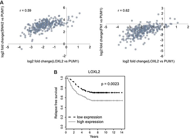 LOXL2 expression correlates with EMT/CSC markers and is associated with decreased relapse free survival.