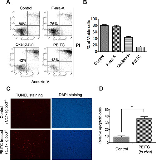 Effective killing of mouse leukemic cells by PEITC in vitro and in vivo.