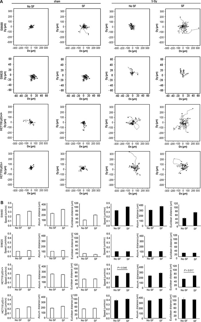 Radiation-induced increase in col-I SF potential was related with increased motility of the tested colon cancer cell lines.