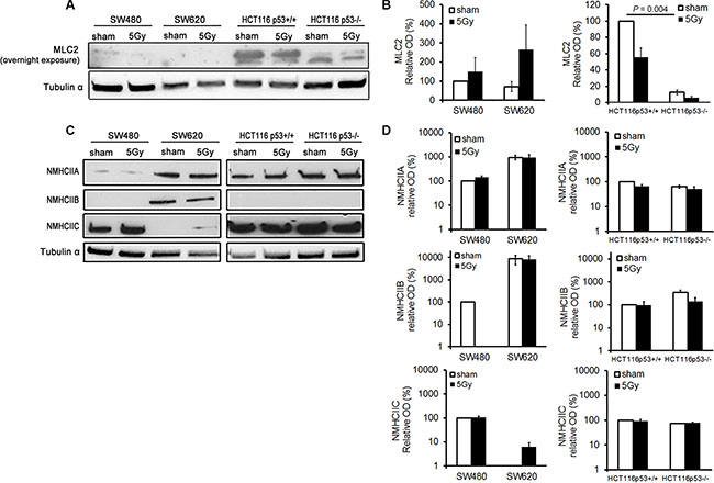 X-radiation did not induce significant changes in MLC2 and NMHCIIA, &#x2013;B, and &#x2013;C expression levels in the analyzed colon cancer cell lines.