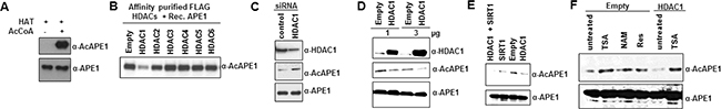 HDAC1 and SIRT1 are responsible for APE1 deacetylation.