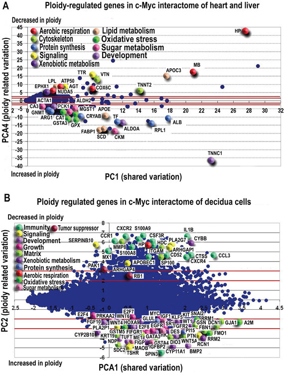 PCA revealed ploidy-associated genes in c-Myc interactome of heart-liver A. and placenta B. Genes demonstrating the most pronounced variation with ploidy are indicated by enlarged symbols.