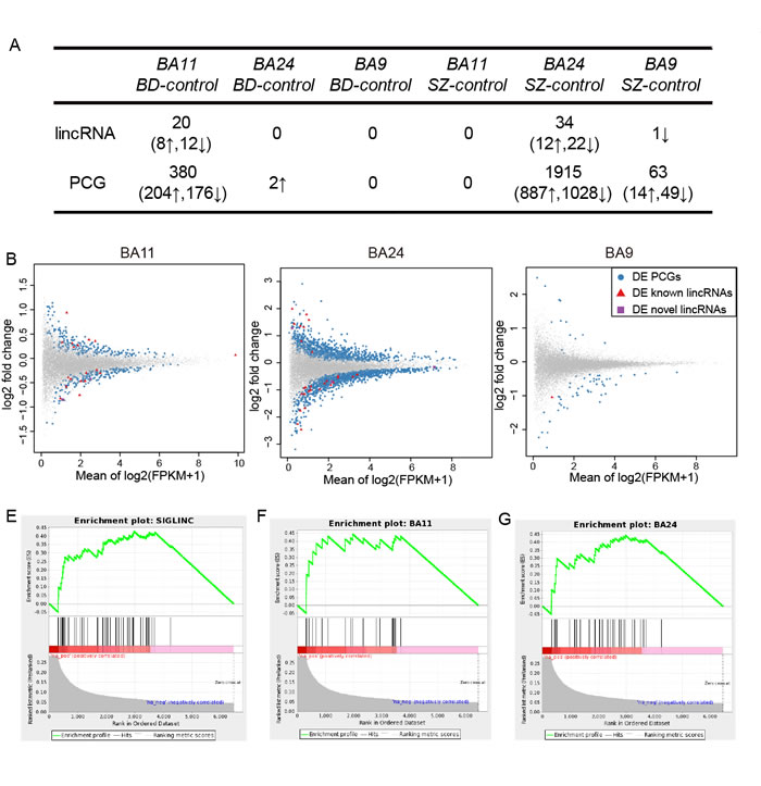 Differential analyses of lincRNAs in three brain regions for BD and SZ.