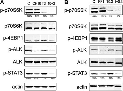 Immunoblot analysis of ALK/mTOR downstream pathways.