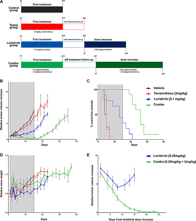 In vivo evaluation of the effect of combined treatment.