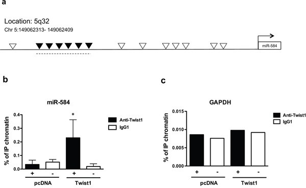 TWIST1 directly binds a region upstream of miR-584.
