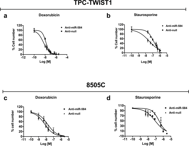 Effects of silencing of miR-584 in TPC-TWIST1 and 8505C cells.