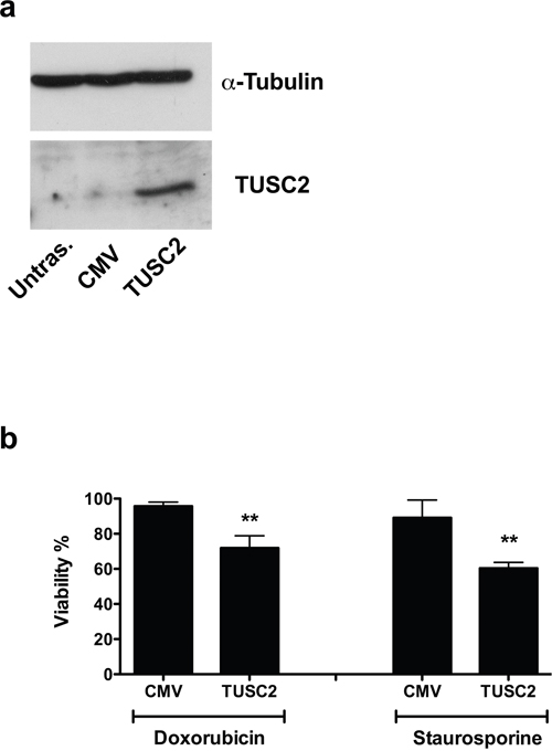 TUSC2 partially rescues the phenotype induced by miR-584.
