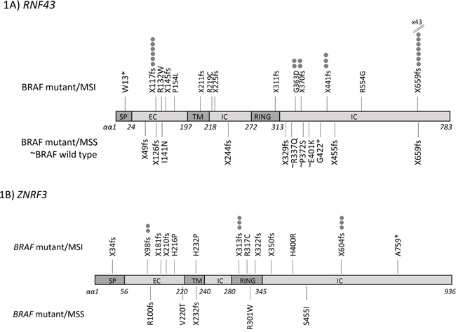 Mutation location map across coding sequences for A. RNF43 and B. ZNRF3 in colorectal cancer subtypes.