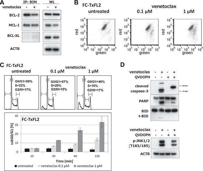 Cellular events proceeding and accompanying venetoclax induced apoptosis in FC-TxFL2 cell line.