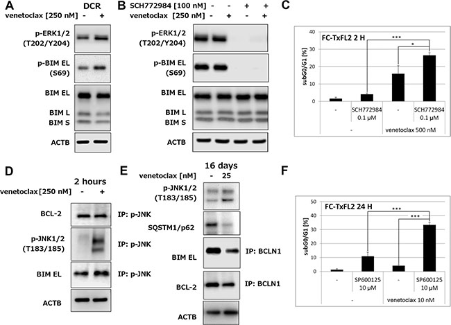 Activation of ERK1/2 and JNK1/2 in FC-TxFL2 cells treated with venetoclax.