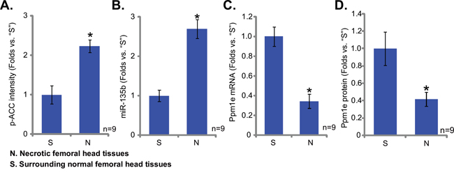 Upregulation of miR-135b in patients&#x2019; osteonecrosis tissues.