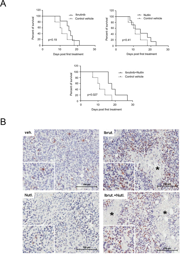 Anti-leukemic activity of Ibrutinib/Nutlin-3 combination assessed in vivo in a xenograft murine model.