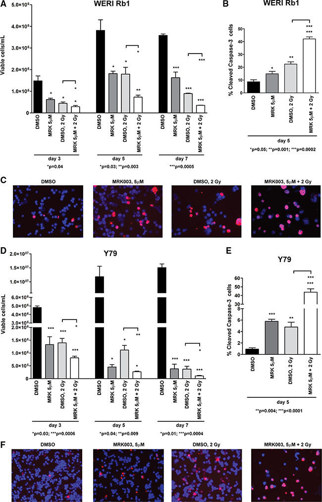 Notch blockade enhances the &#x03B3;-radiation-dependent inhibition of cell survival in retinoblastoma cells.